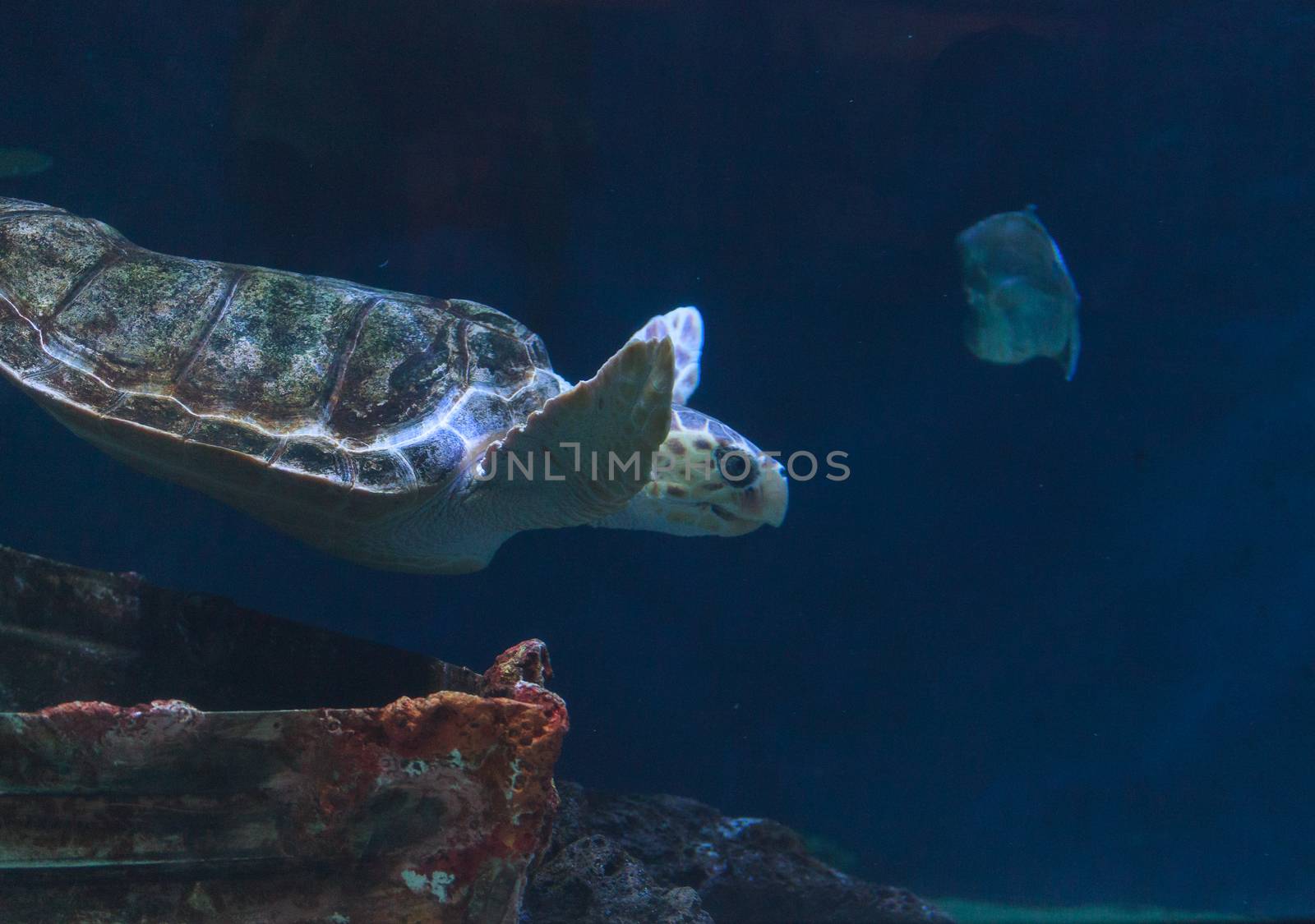 Juvenile loggerhead sea turtle by steffstarr