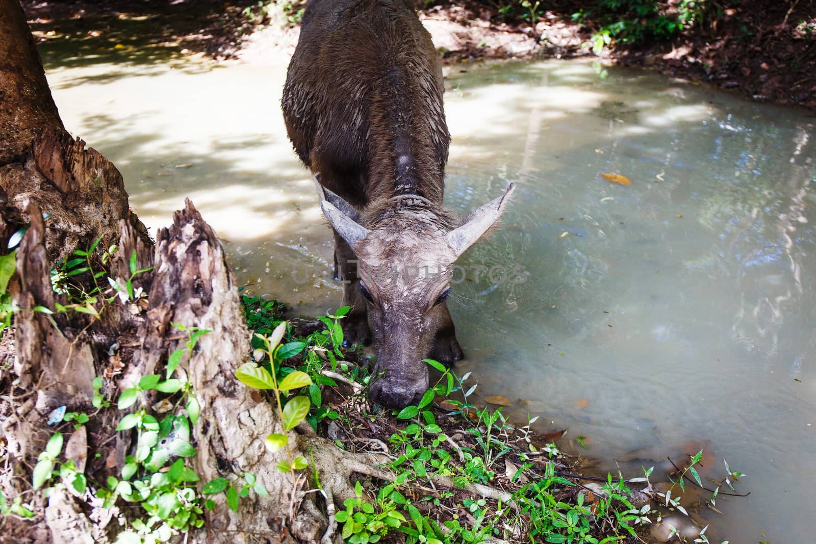 Water buffalo in a forest in asia. Cambodia.