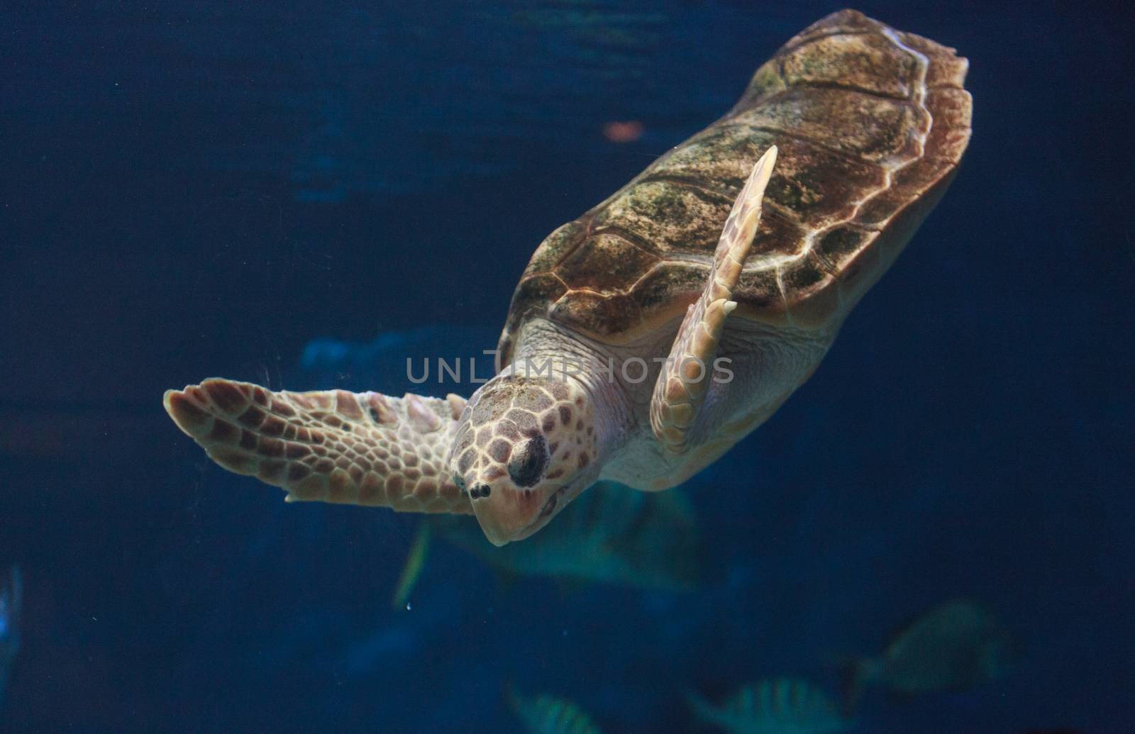 Juvenile loggerhead sea turtle, Caretta caretta, swims gracefully through the ocean water