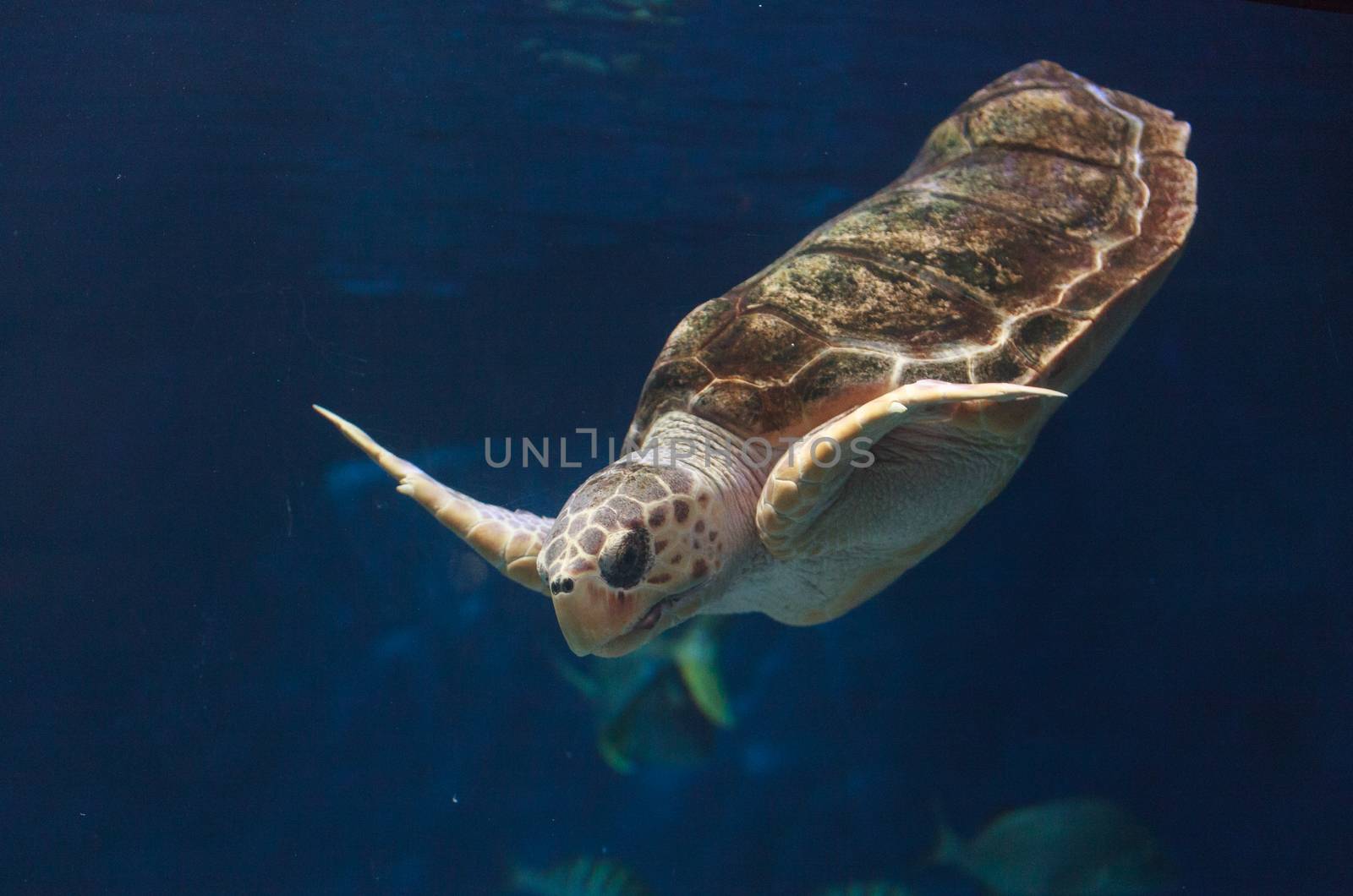 Juvenile loggerhead sea turtle, Caretta caretta, swims gracefully through the ocean water