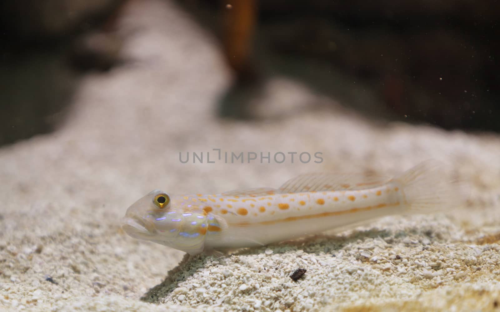 Maiden goby, Valenciennea puellaris, also called the orange spotted sleeper goby, sifts through the sand for food