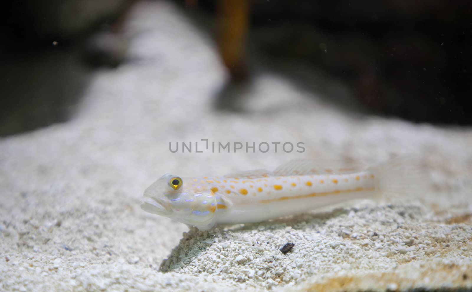 Maiden goby, Valenciennea puellaris, also called the orange spotted sleeper goby, sifts through the sand for food