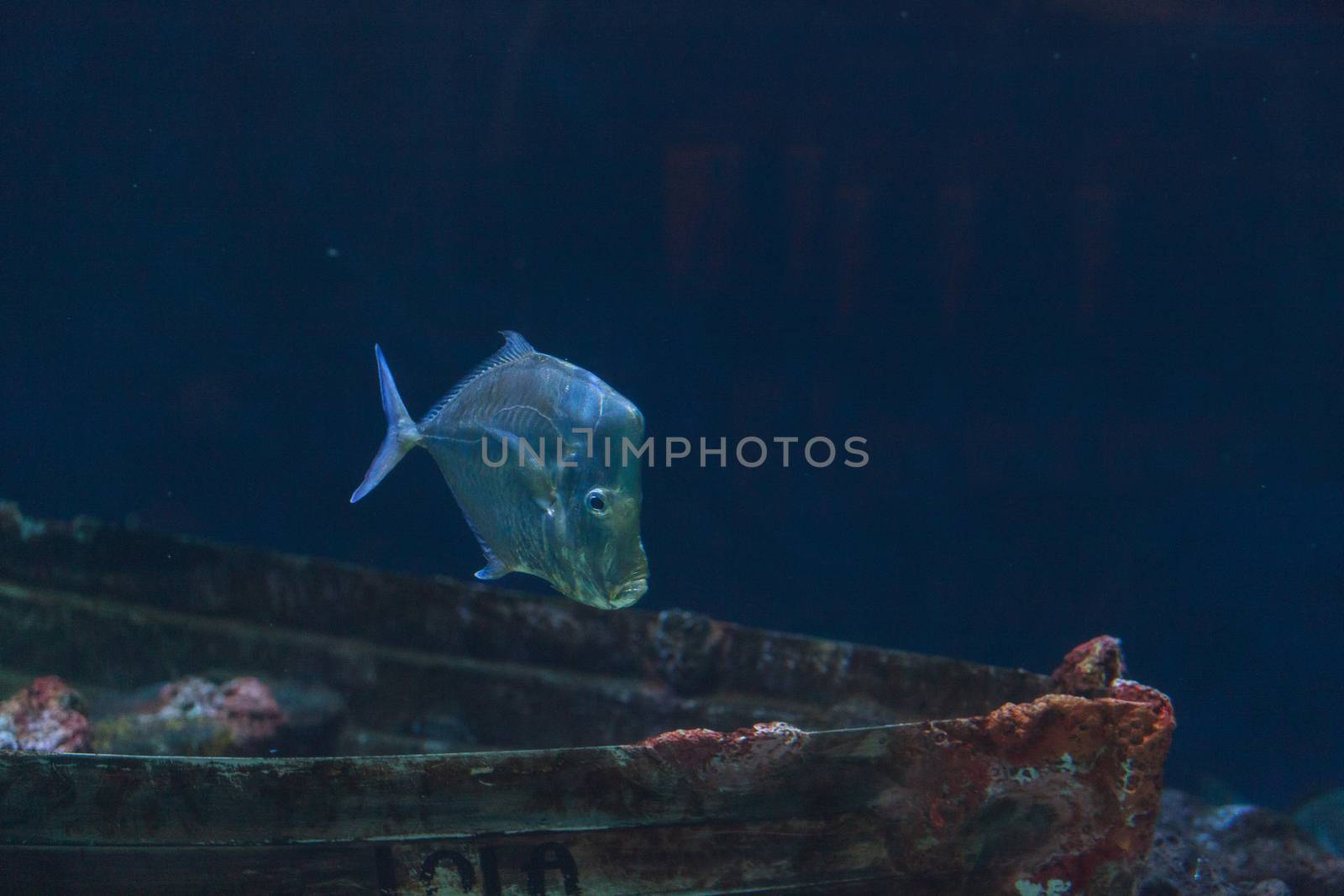 Mexican Lookdown fish, Selene brevoortii, swims over a sunken boat