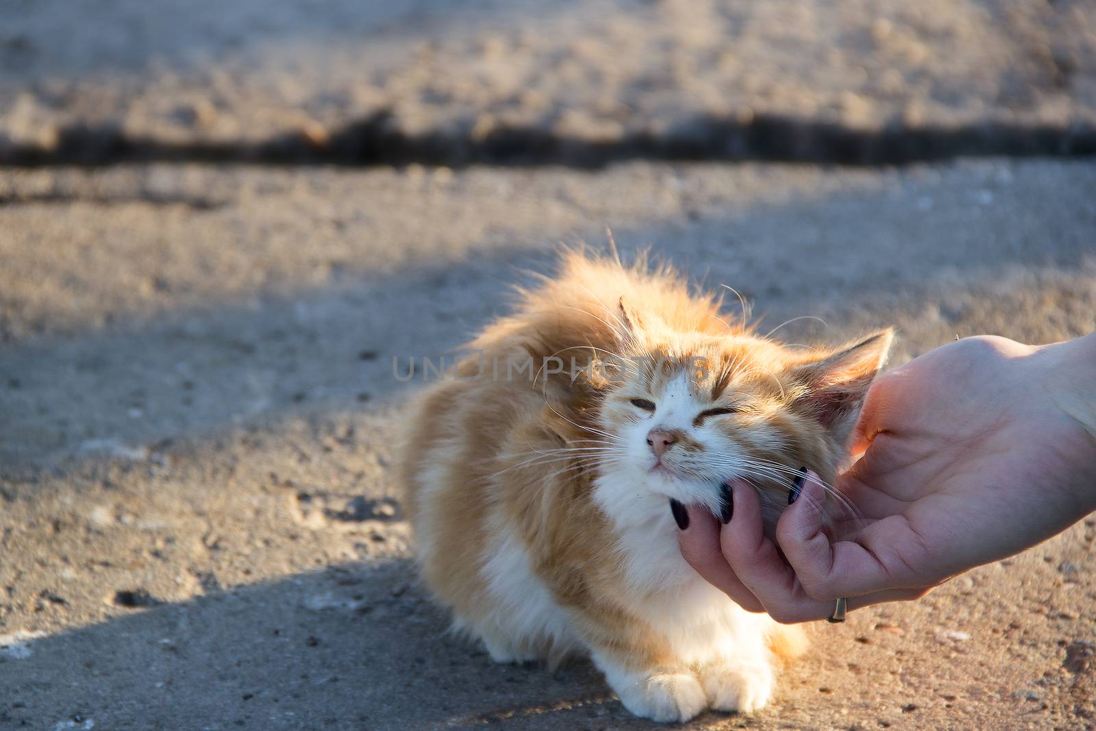 small happiness red cat in the outdoors