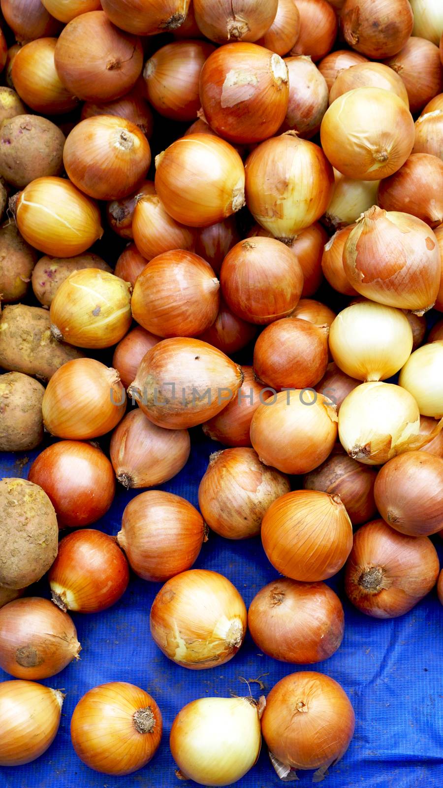 fresh onions in Local Farmer market by polarbearstudio