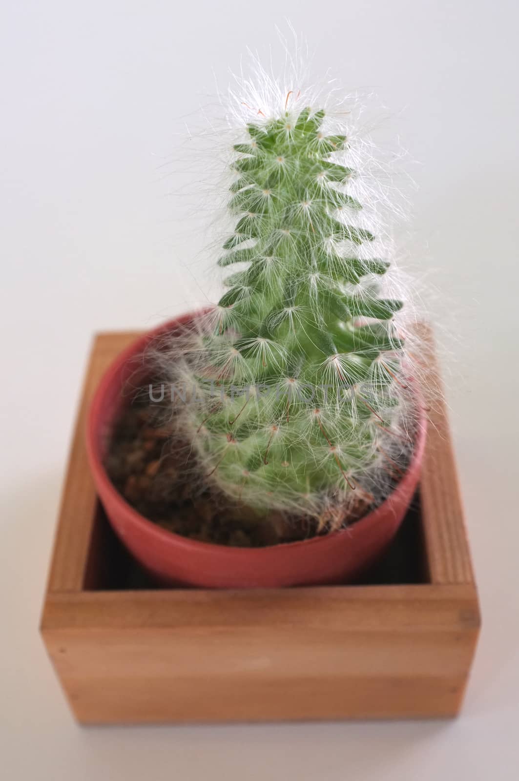 Small cactus in pot wooden frame