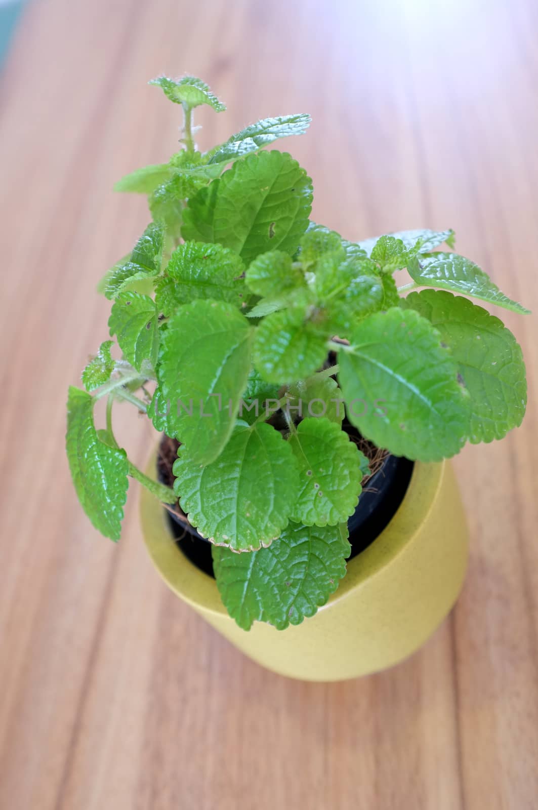 Mint in yellow pot on wooden table