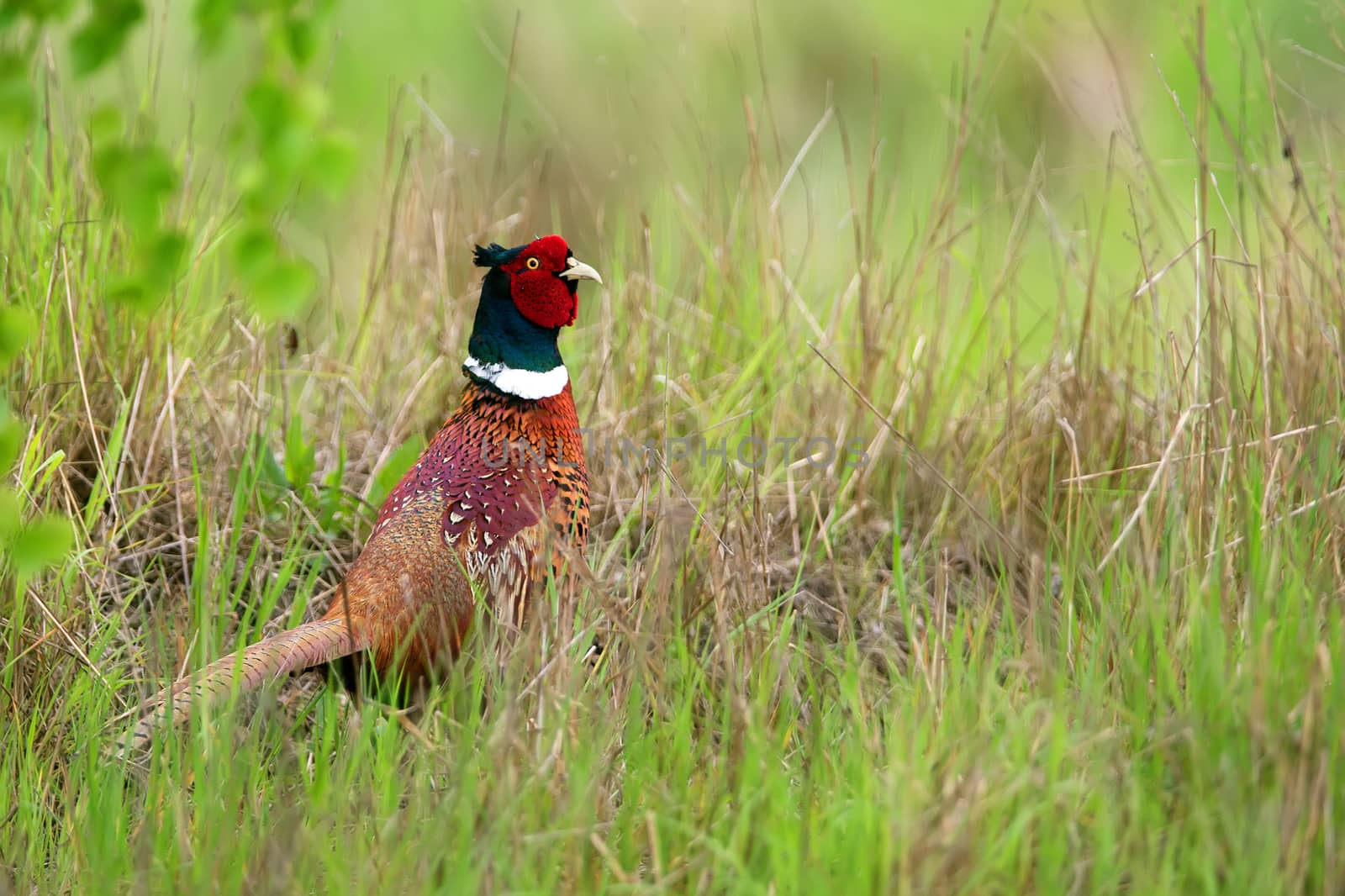 Pheasant in the grass, in the wild