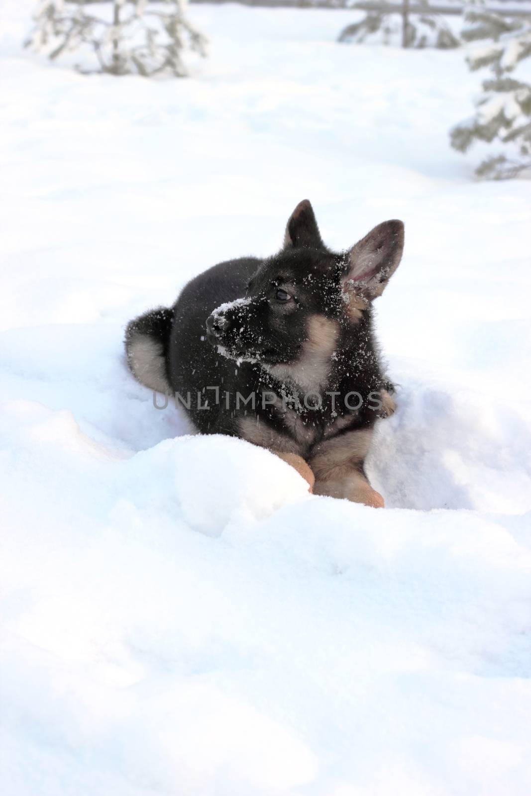 German shepherd puppy in winter with snow