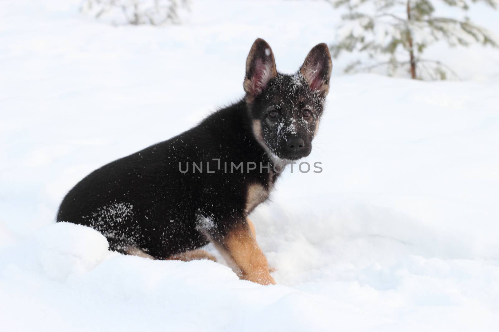 German shepherd puppy in winter with snow