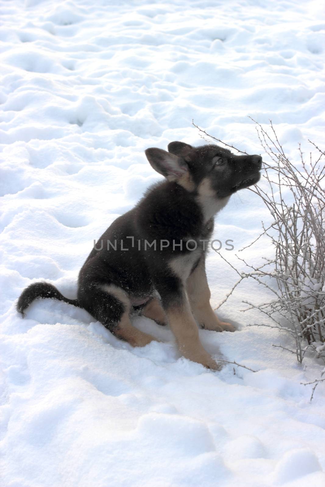 German shepherd puppy by Metanna