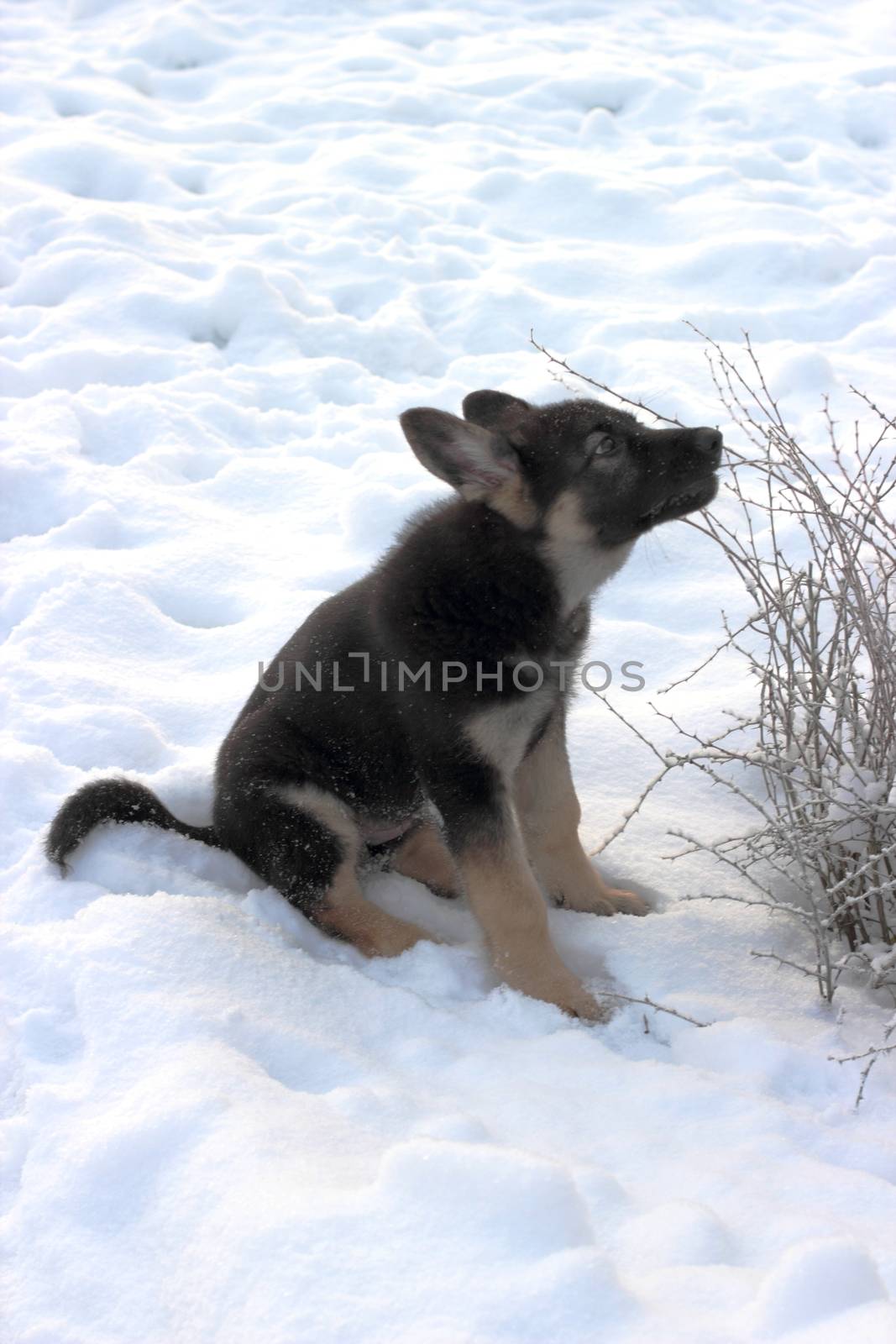 German shepherd puppy in winter with snow