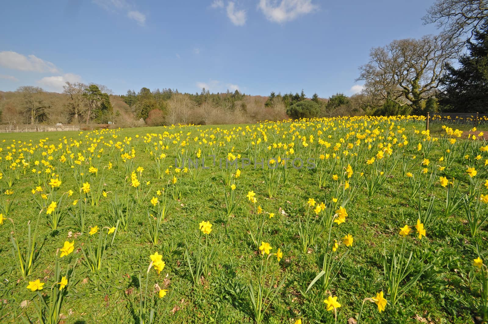 Daffodil meadow within a large English garden