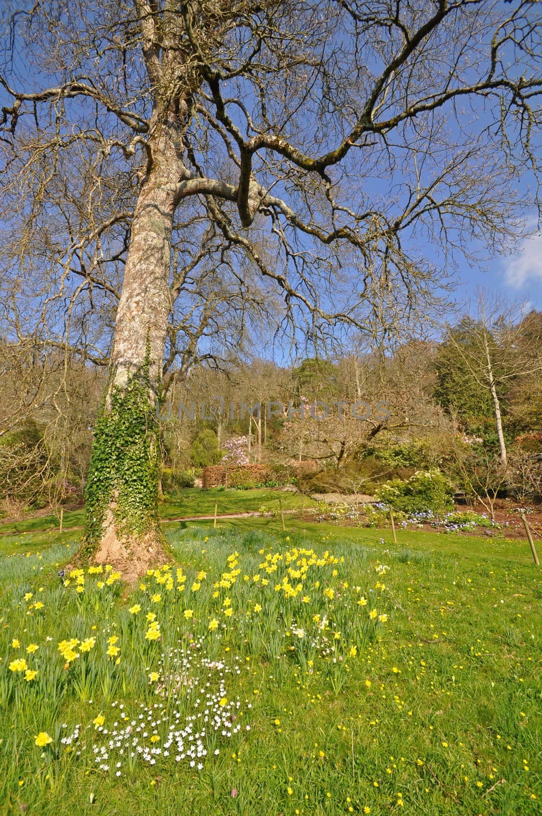 Daffodil meadow by dpe123