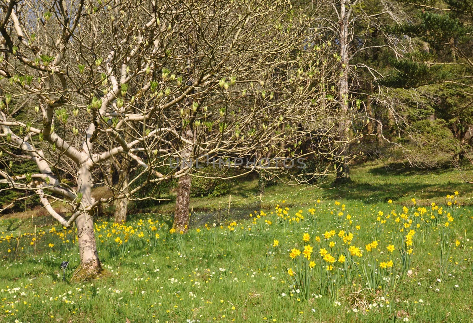 Daffodil meadow within a large English garden