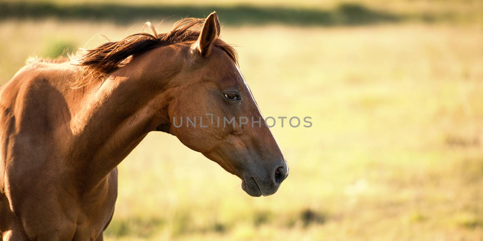 Single horse in the outback, in Brisbane - Queensland.