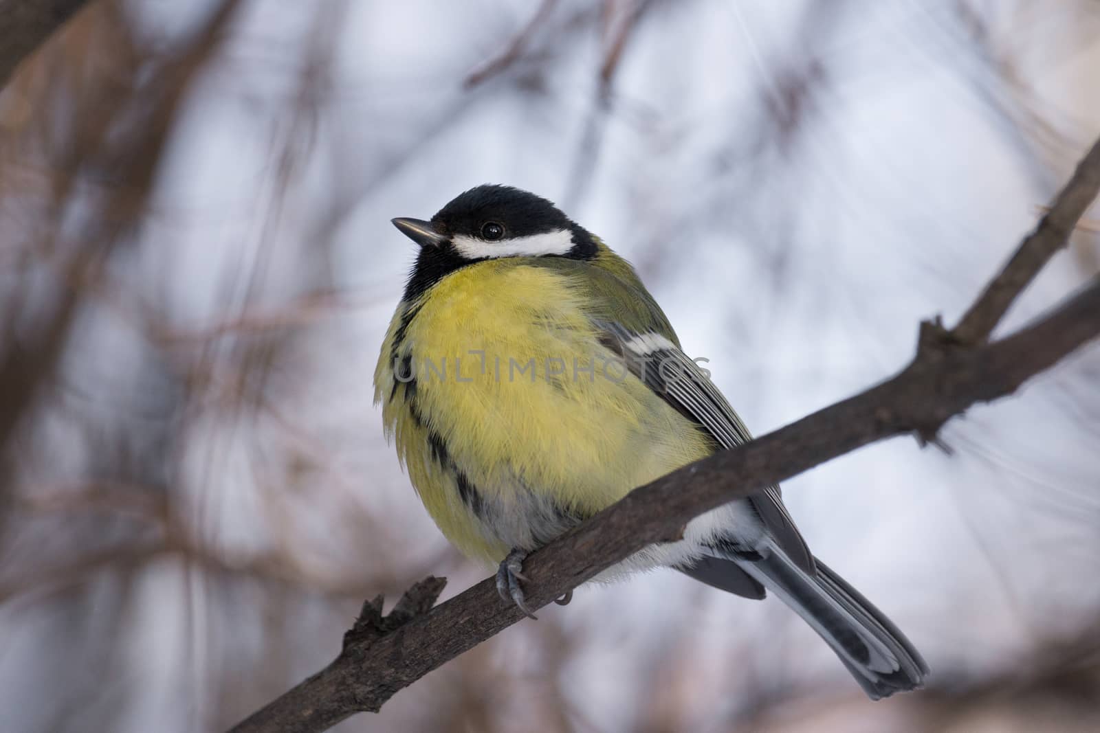 The photo shows a bird on a branch