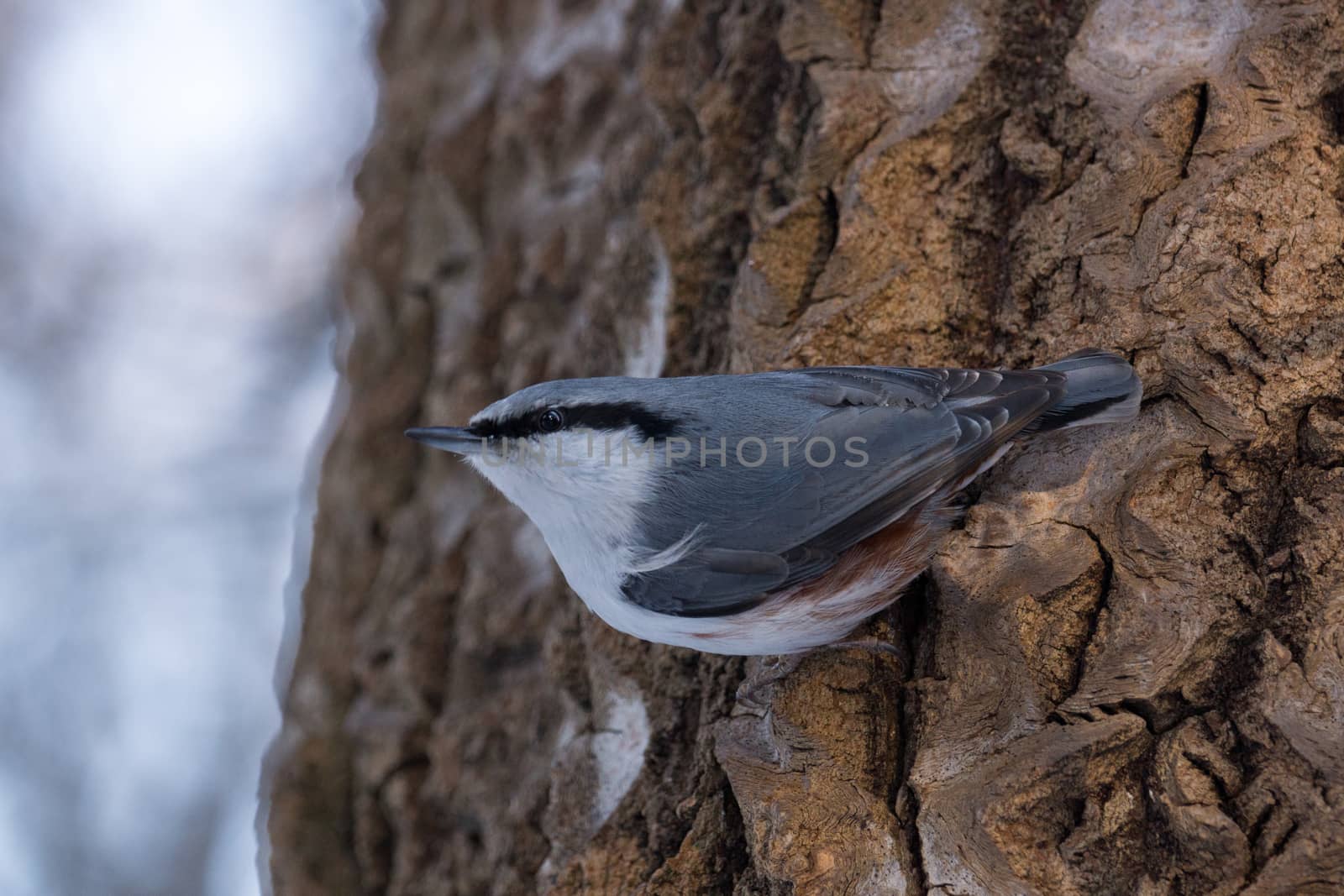 nuthatch on tree by AlexBush