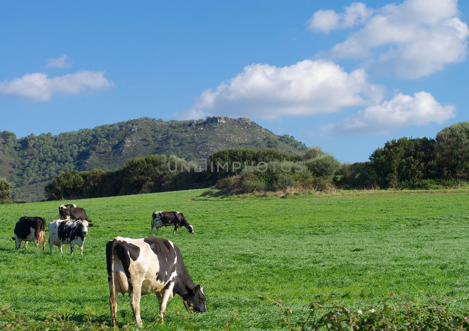 Herd of Funny Spotted Black and White Cows on Green Pasture Meadow on Blue Sky background Outdoors