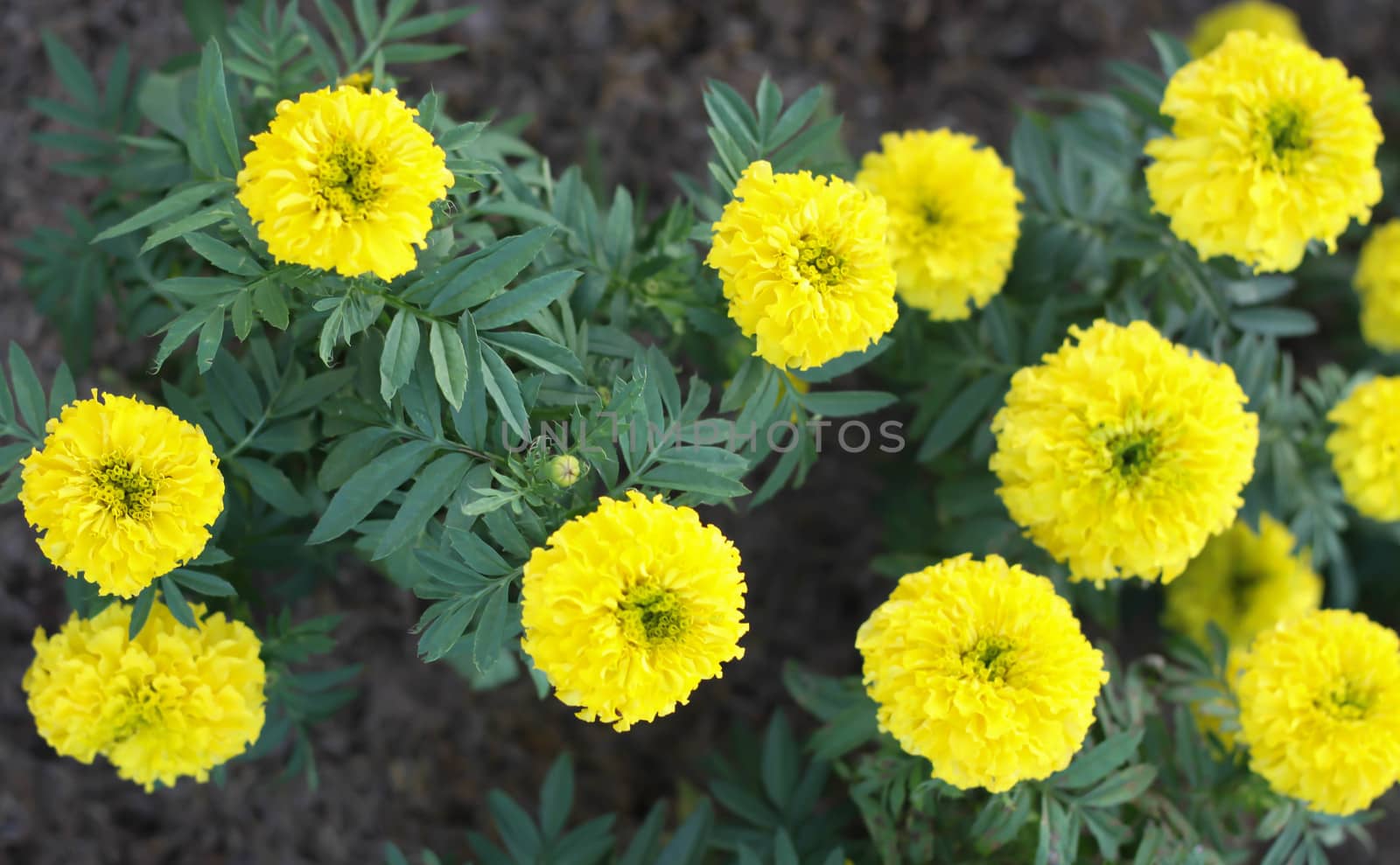 Marigolds in the garden beautiful. by primzrider