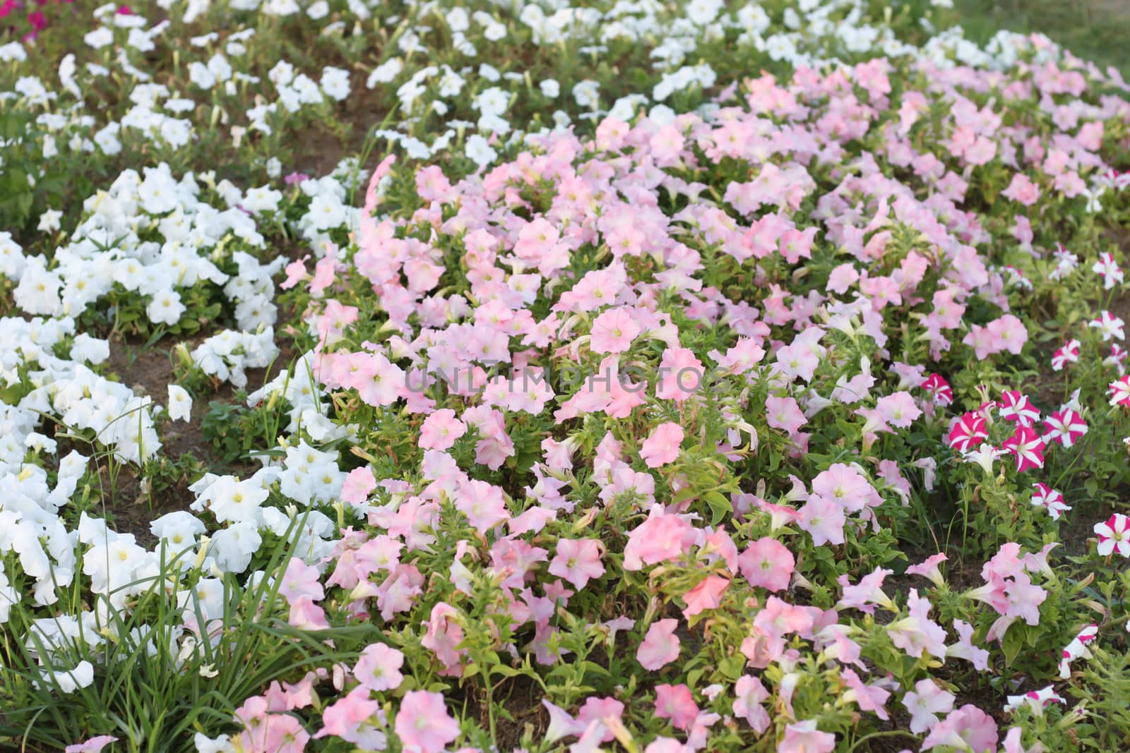 Background Surfinia pink and white  petunia by primzrider