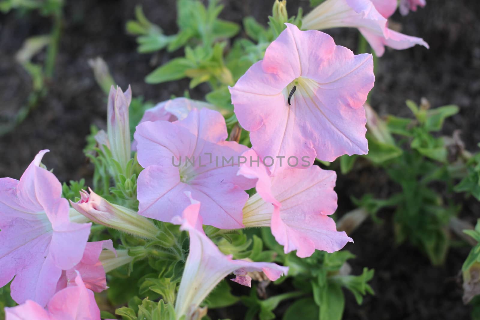 Pretty pink petunia flowers in the garden.