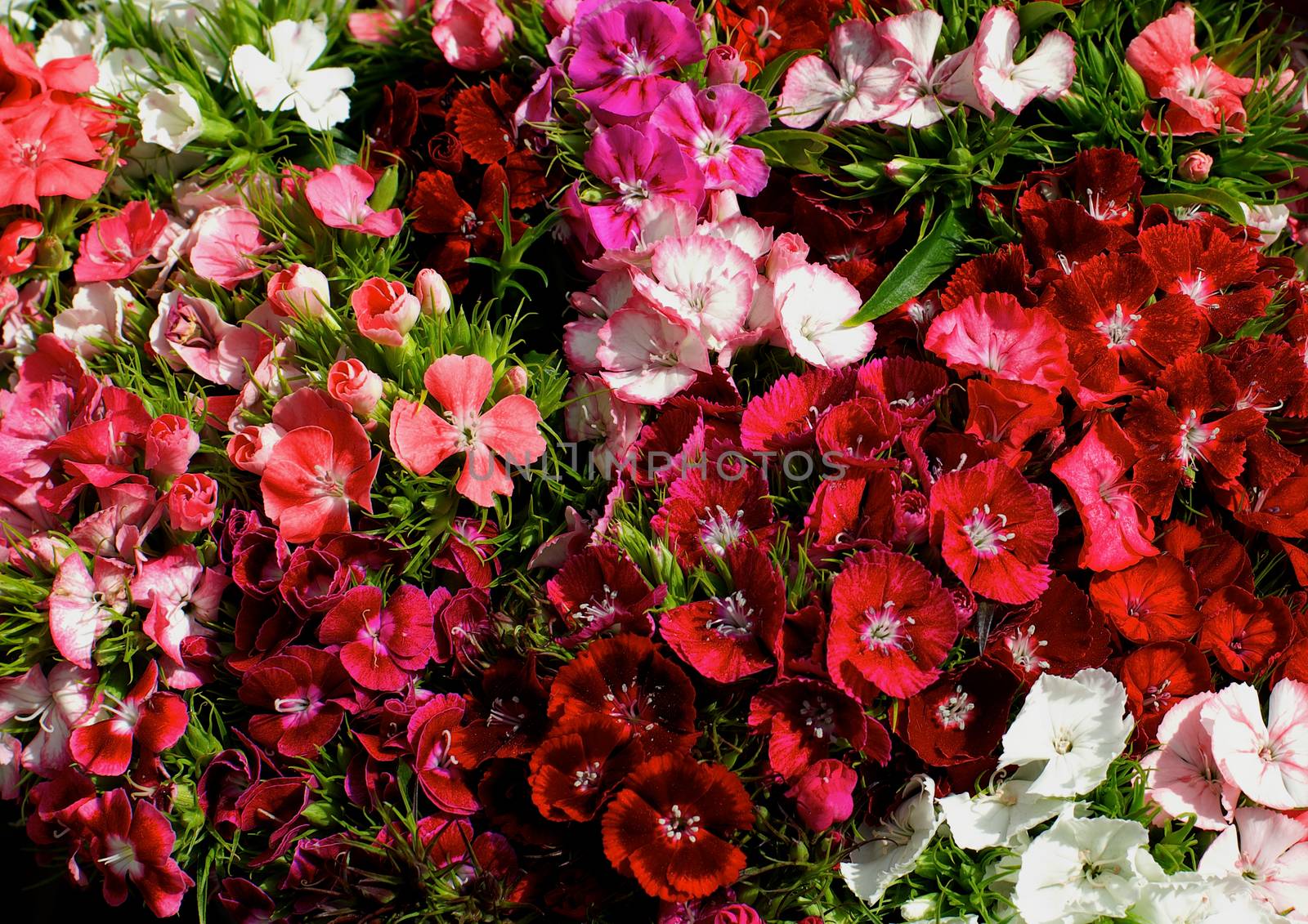 Background of Multi Colored Dianthus known as Carnation closeup Outdoors