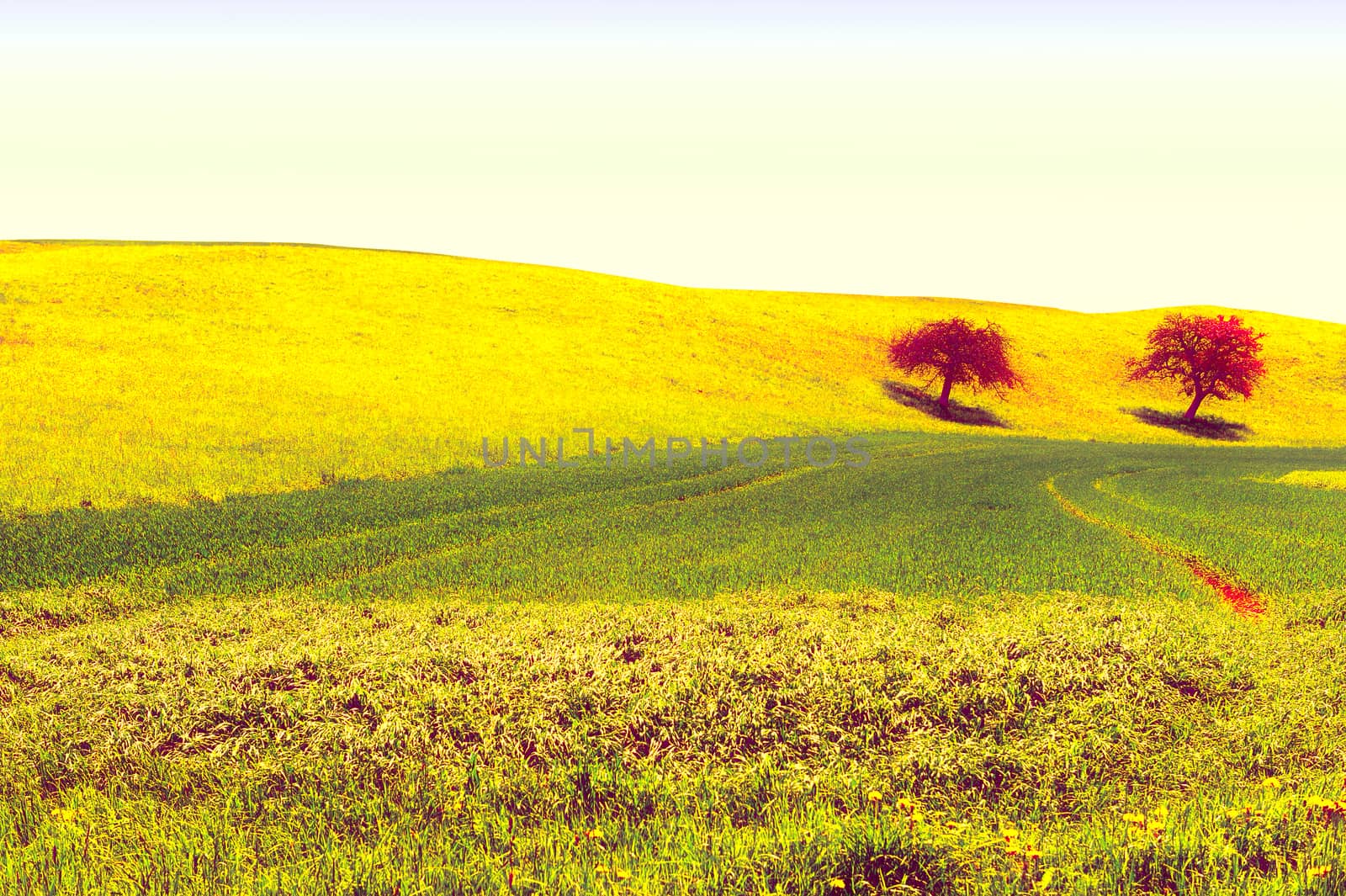 Trees Surrounded by Sloping Meadows in Switzerland, Vintage Style Toned Picture