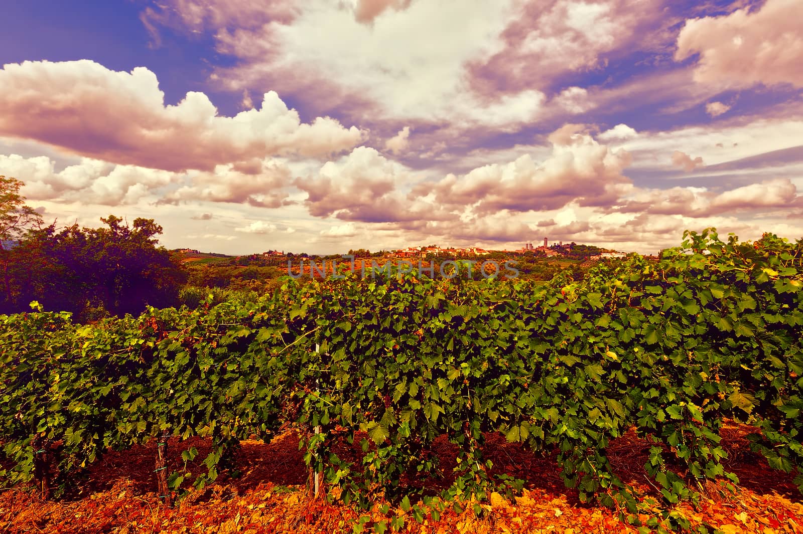Landscape of Tuscany with Vineyard in the Chianti Region at Sunset, Vintage Style Toned Picture