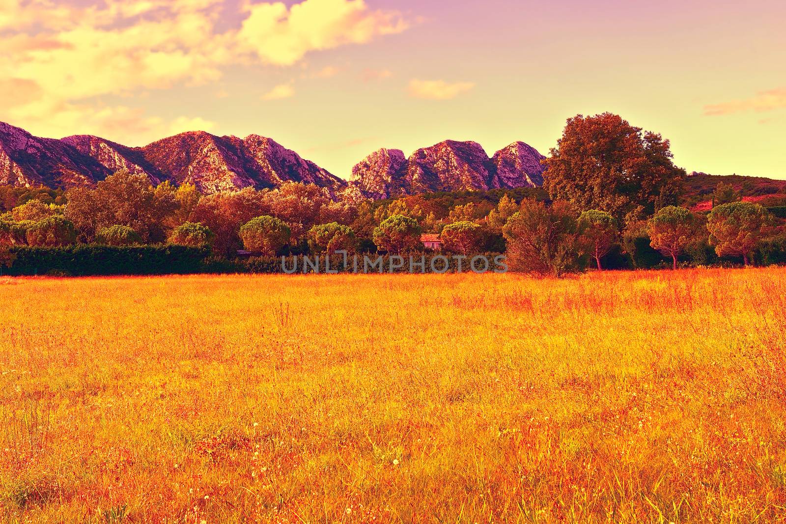Sunny Meadow in the French Provence at Sunset, Vintage Style Toned Picture