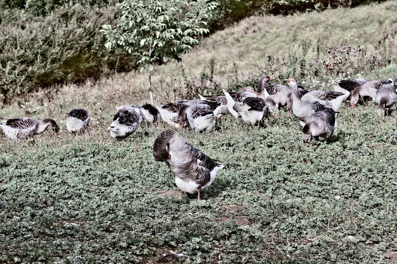 Geese Grazing on a Hillside in France, Retro Image Filtered Style