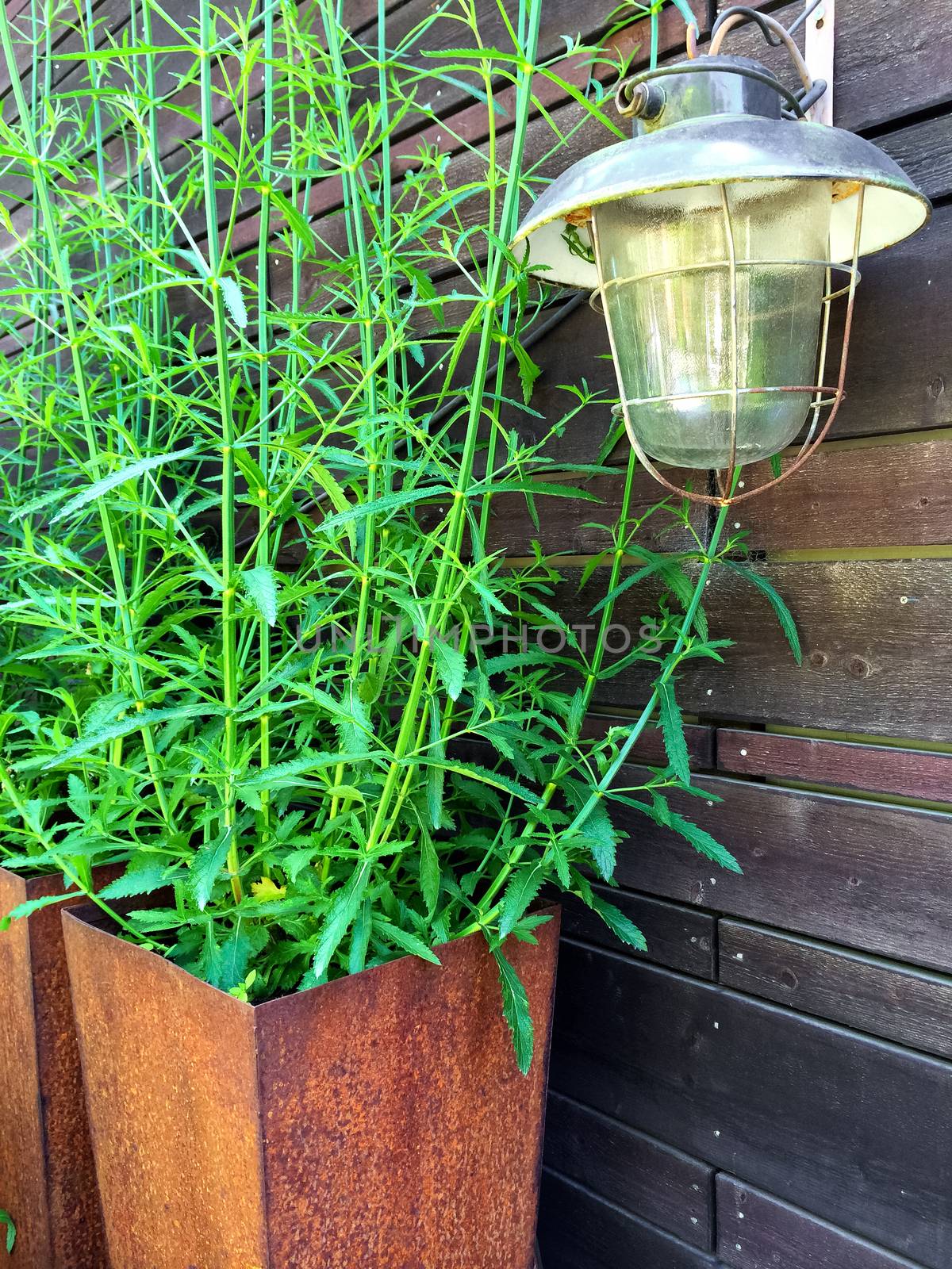 Vintage lantern and green plant in a rusty pot by anikasalsera