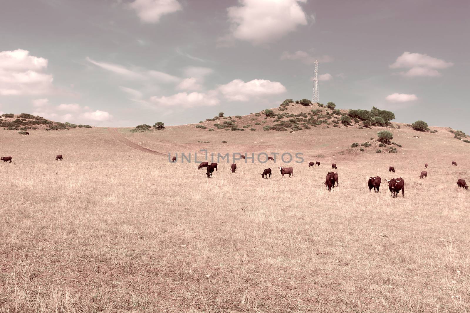 Cows Grazing on a Meadow of the European Peaks, Spain,Vintage Style Toned Picture 