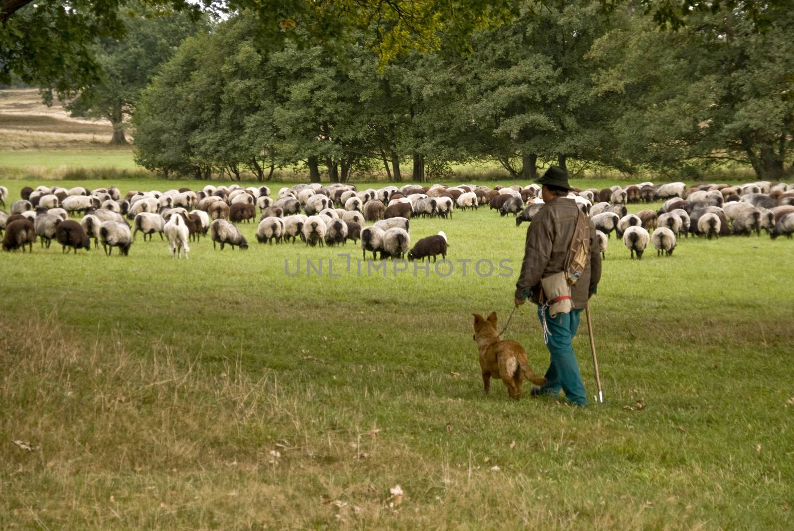 Sheep in Lueneburg Heath by 3quarks