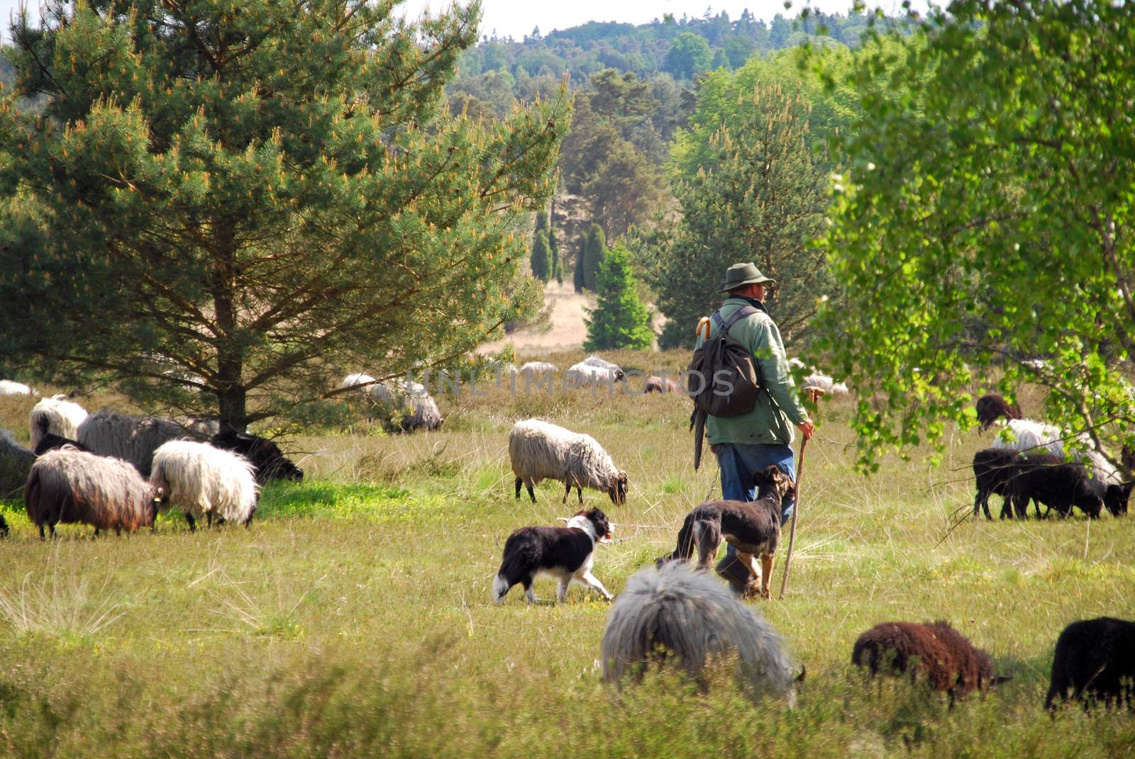 Sheep in Lueneburg Heath by 3quarks