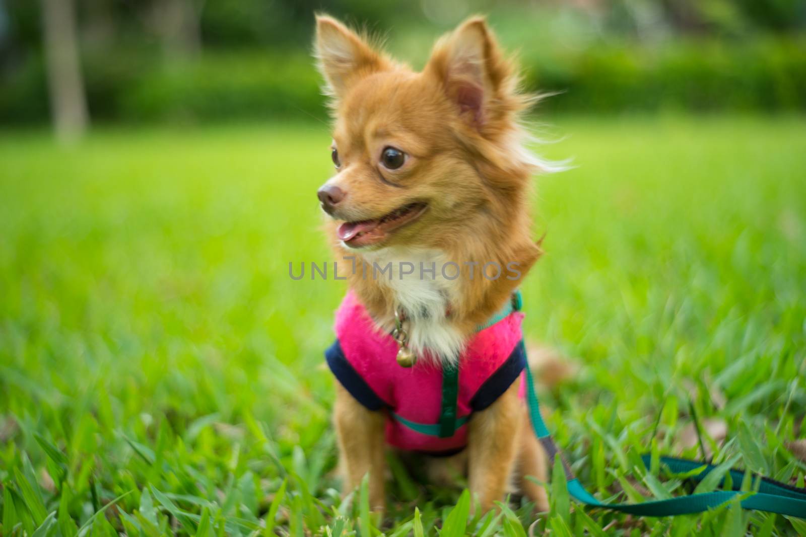 young dog sitting on grass in park. Facing side. by zGel