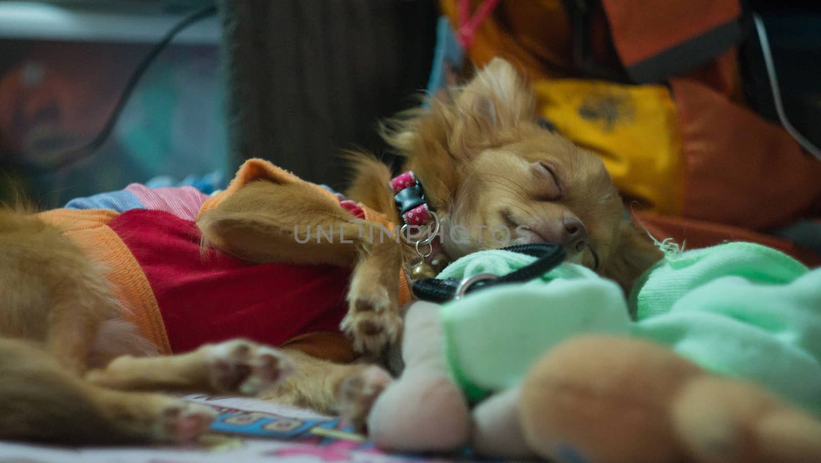 chiwawa puppy sleeping