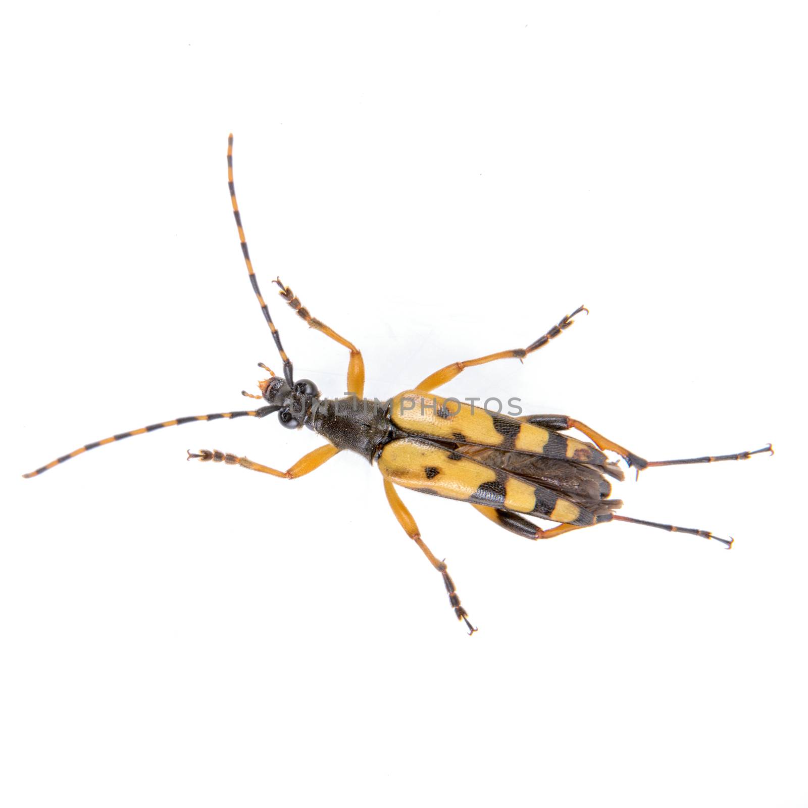 Yellow black bug isolated on a white background