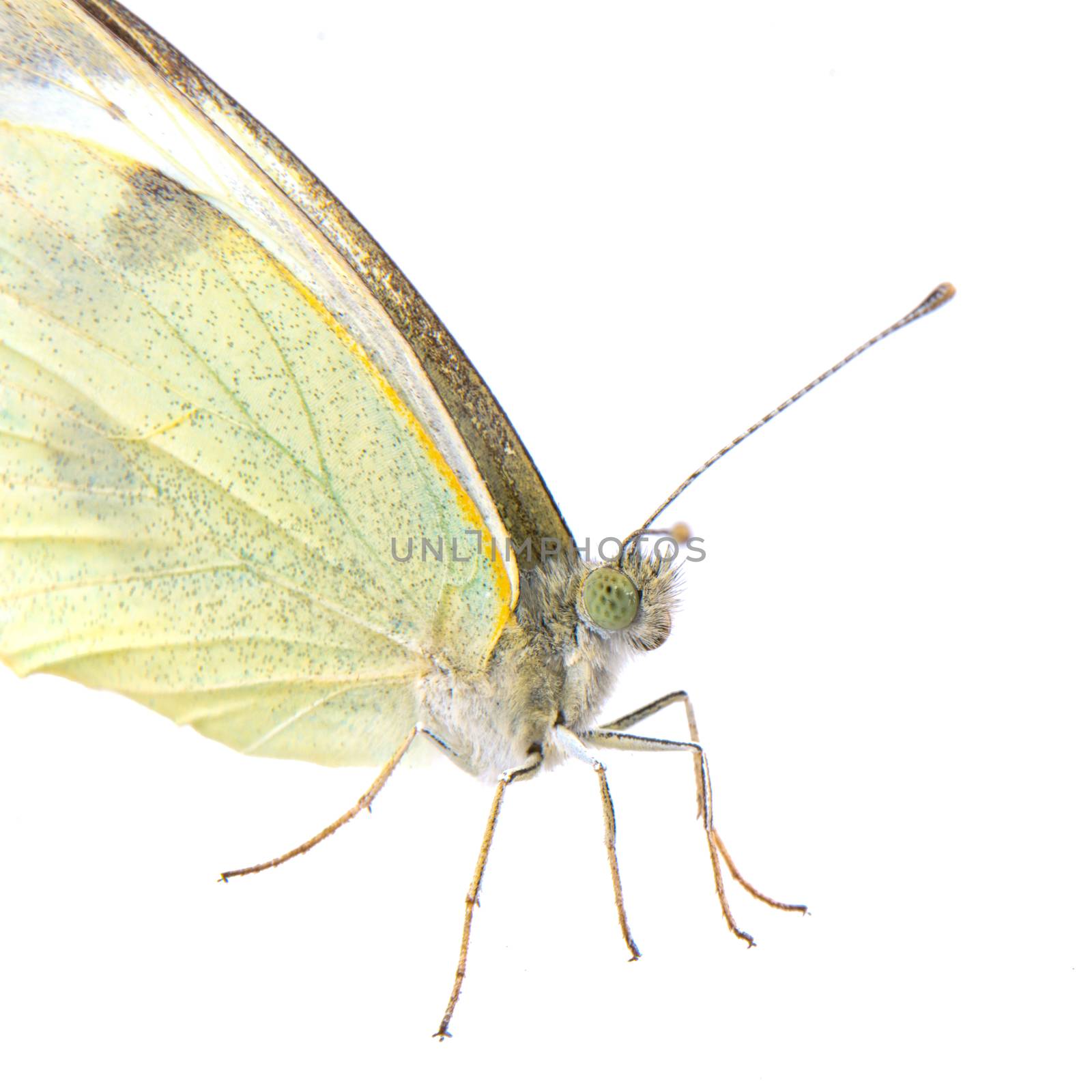 Light yellow butterfly isolated on a white background
