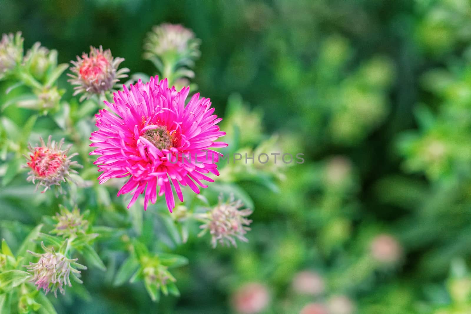 Pink flower with burred green background