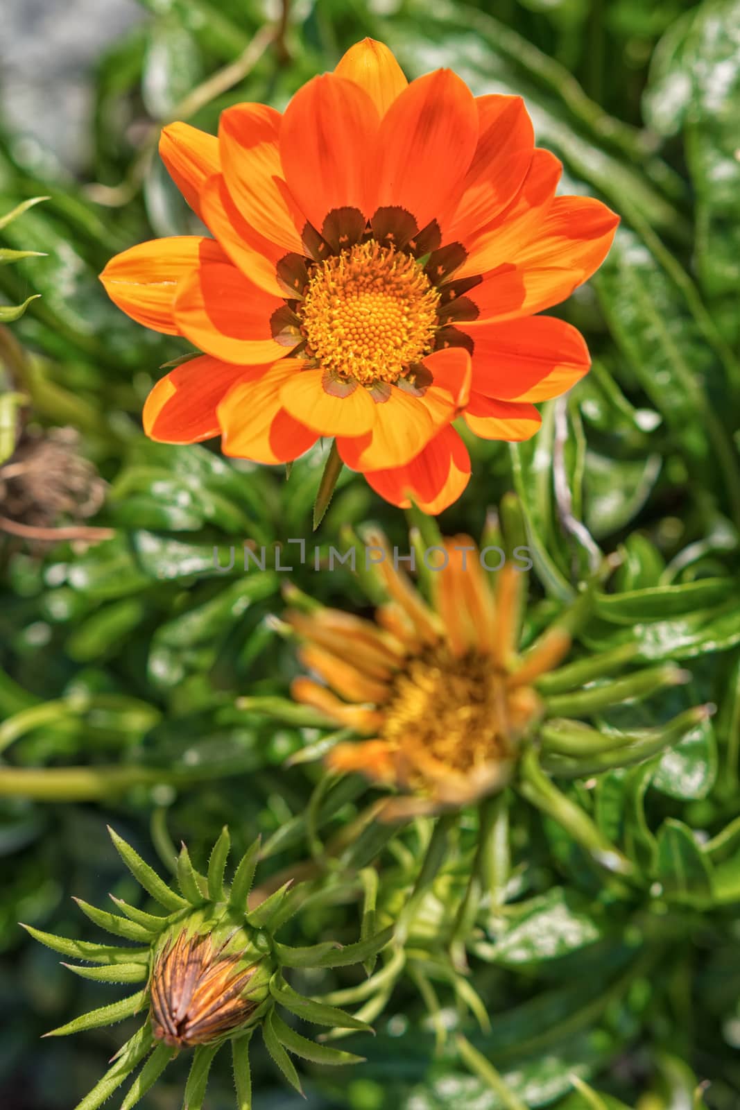 Orange flower on a blurred green background