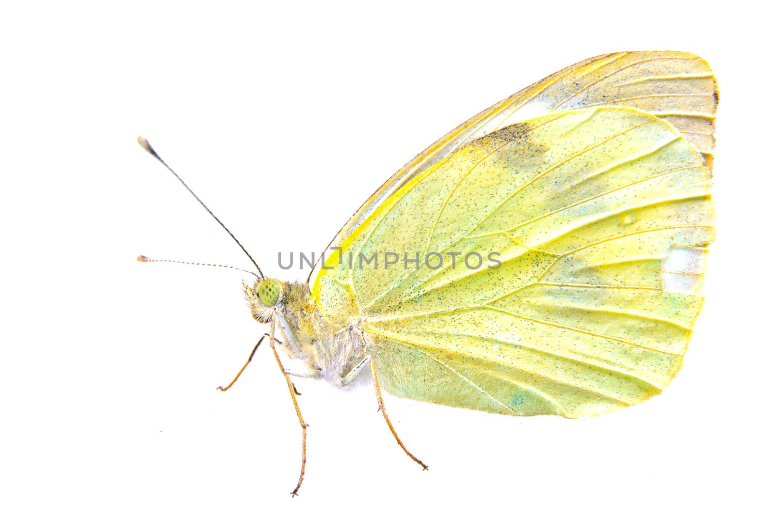 Light yellow butterfly isolated on a white background