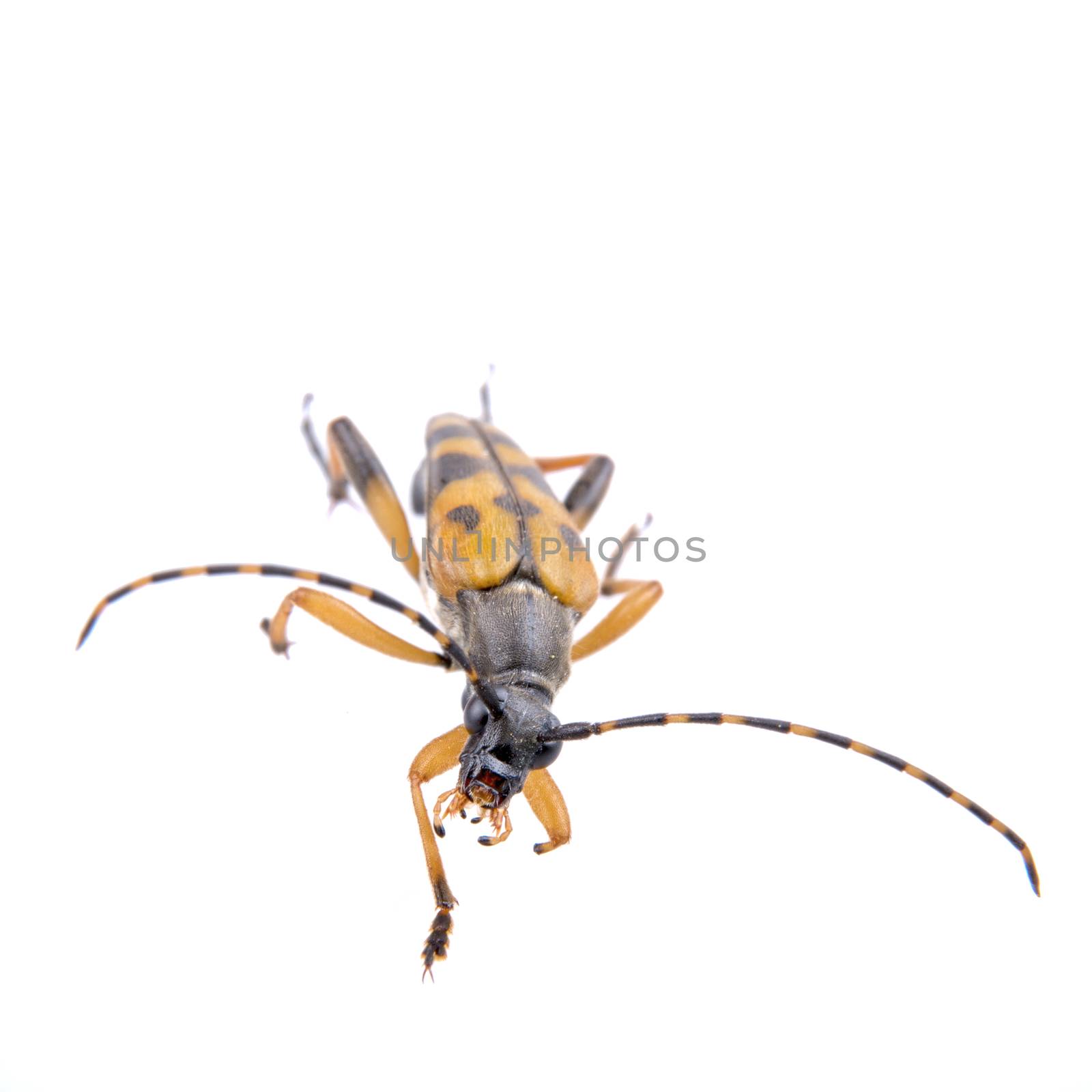 Yellow black bug isolated on a white background