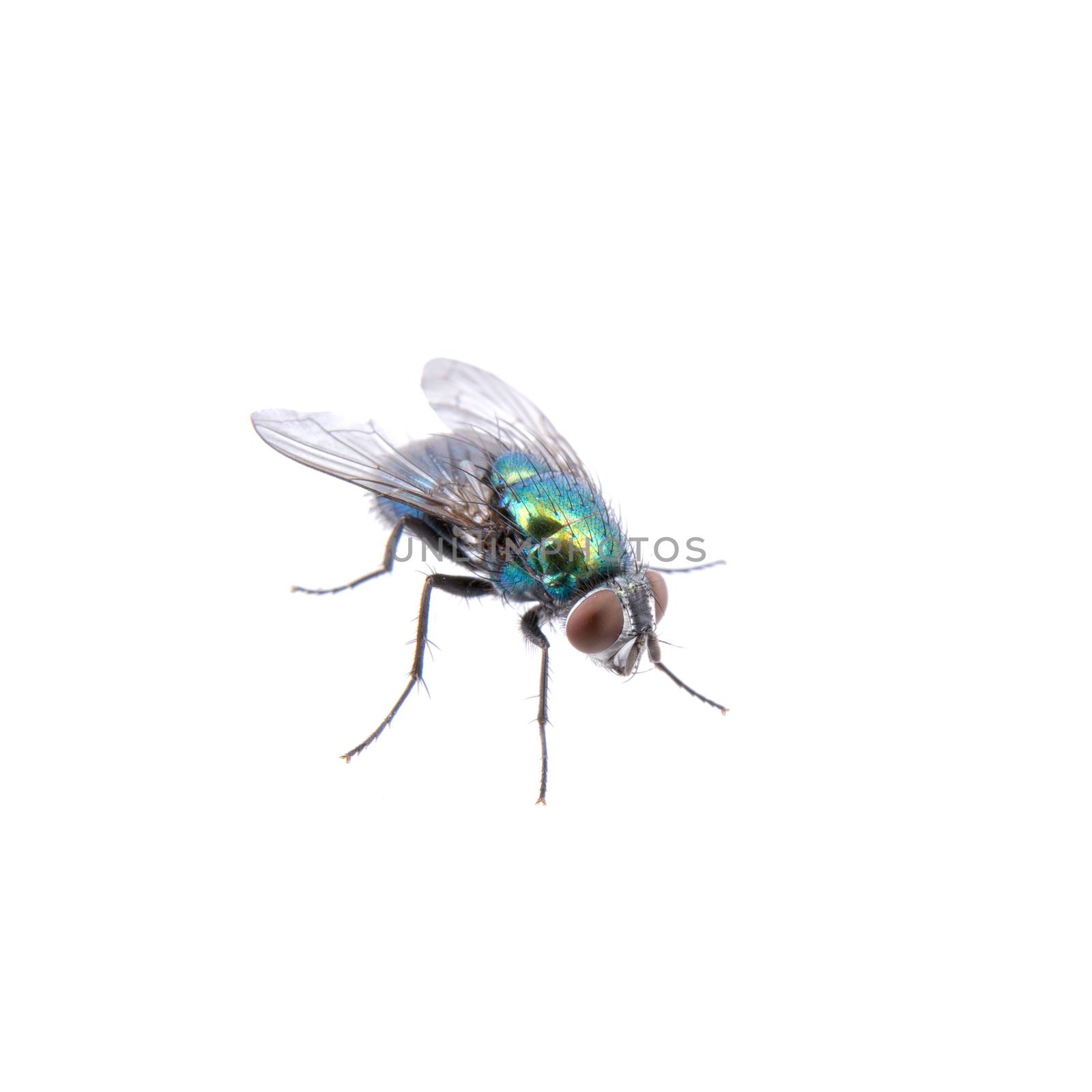 Green fly isolated on a black background