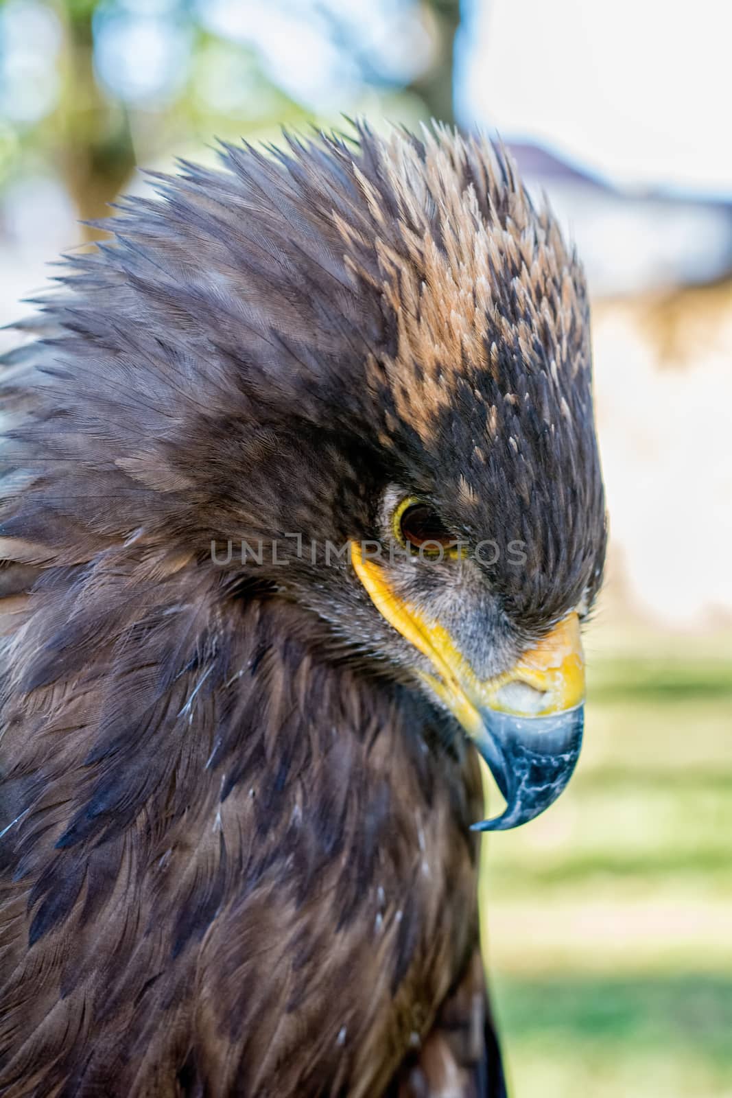 Portrait of a golden eagle with blurry background