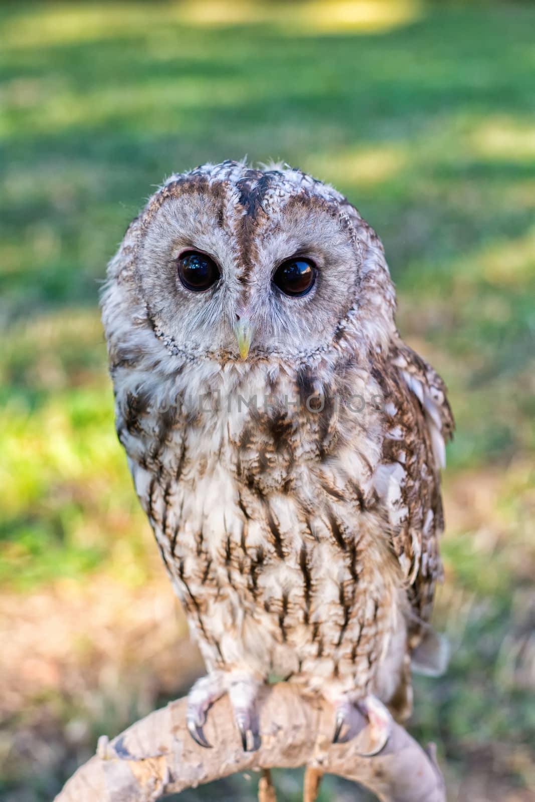 Tawny owl sitting on the perch with blurred background