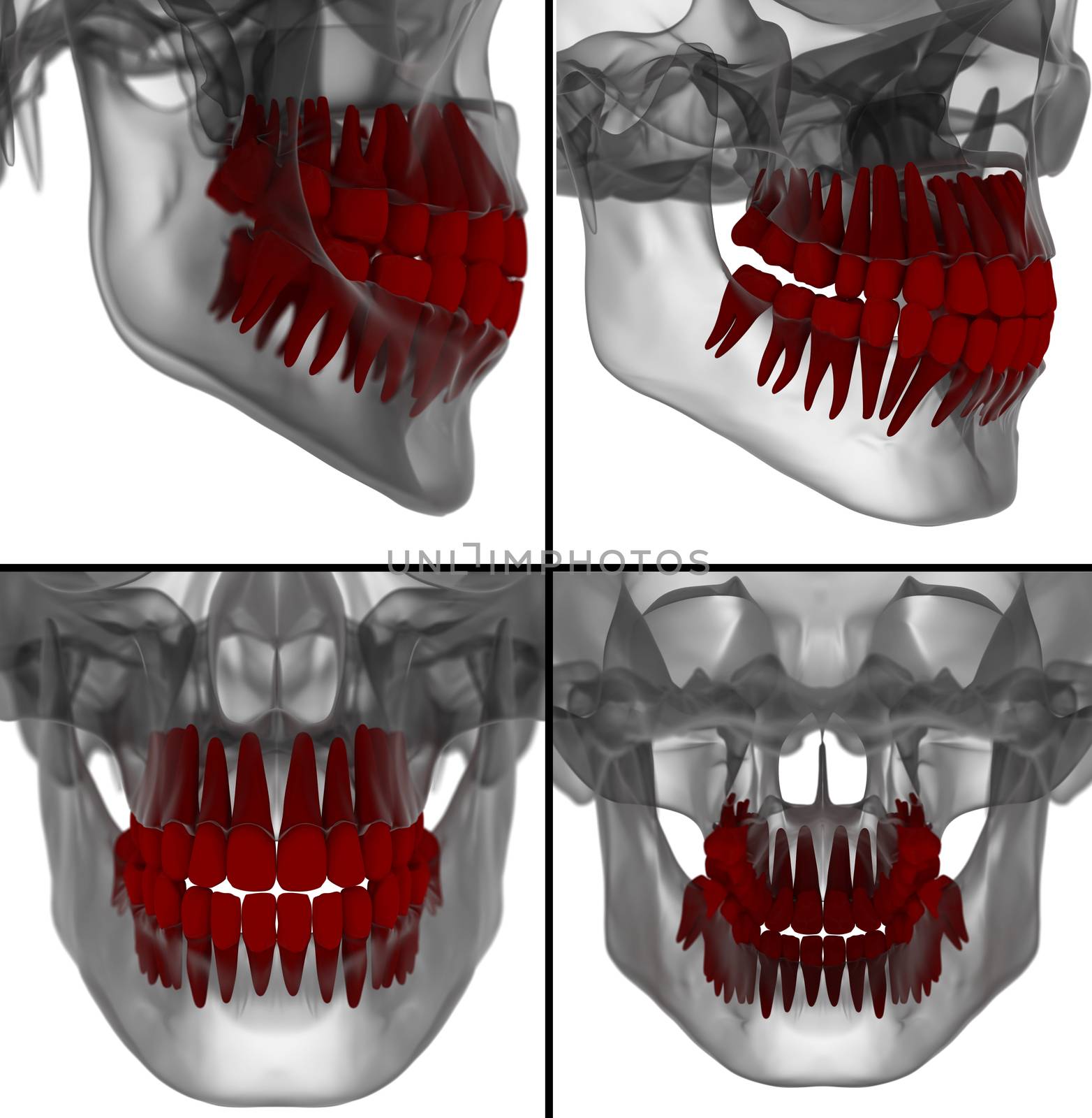 medical illustration of the tooth on background