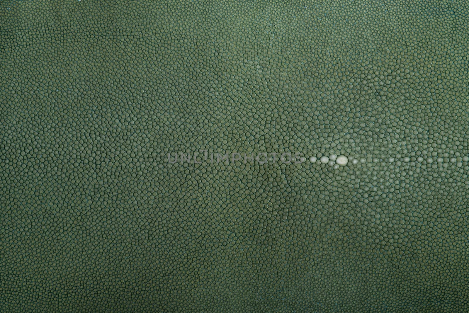 Stingray exotic fish leather, green color skin