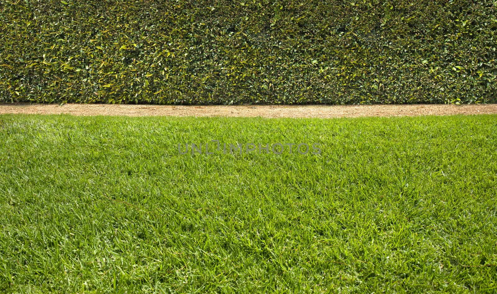 Lush green grass with a beautiful trimmed hedge background