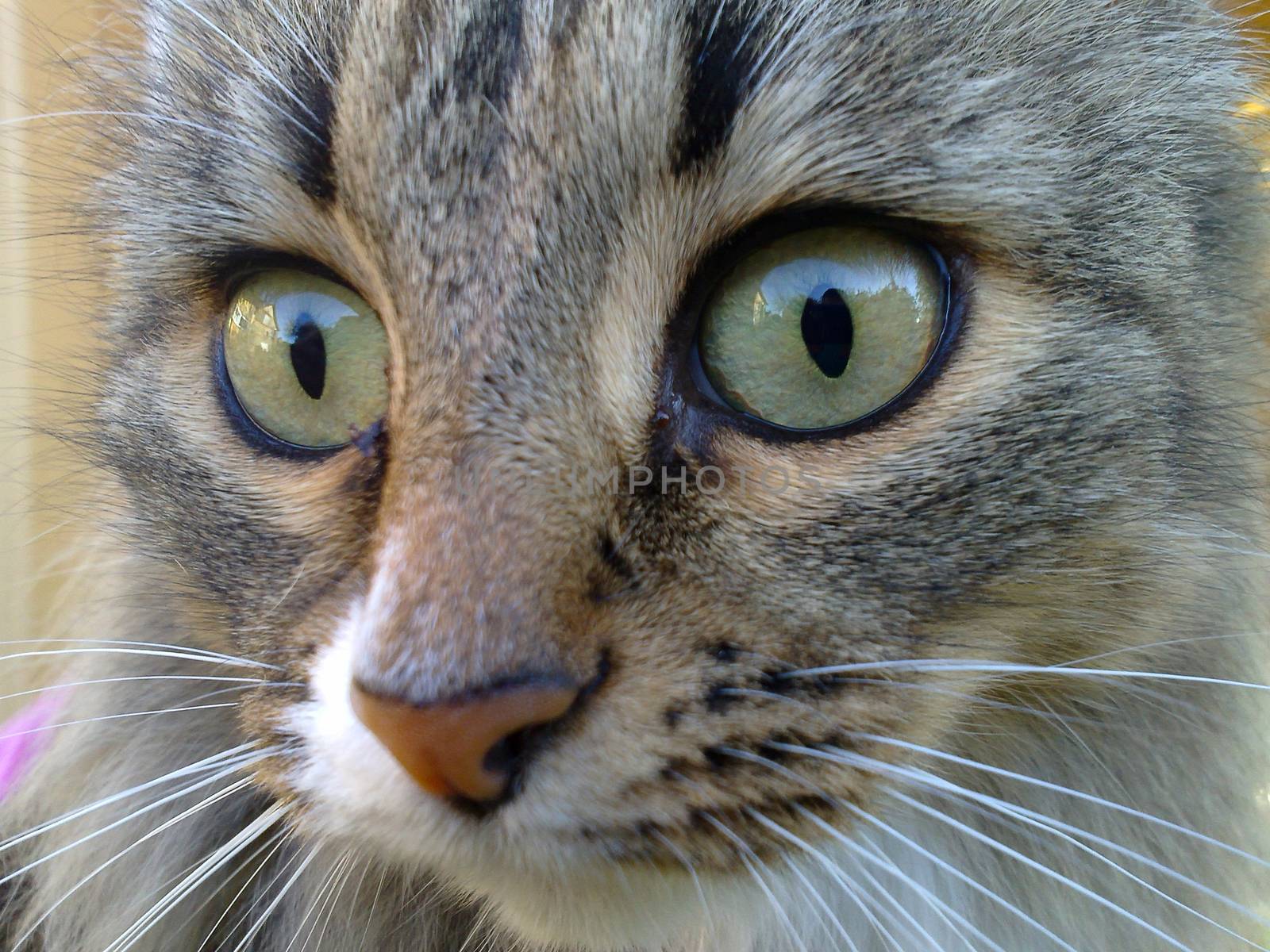 Cat photographed close up in the daytime